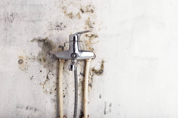 Best Certified Mold Removal  in Finneytown, OH