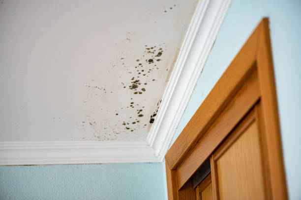 Best Mold Remediation  in Finneytown, OH