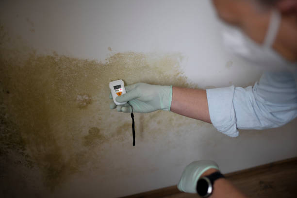 Best Home Mold Removal  in Finneytown, OH