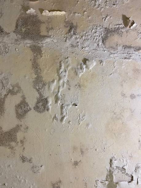 Best Toxic Mold Removal  in Finneytown, OH