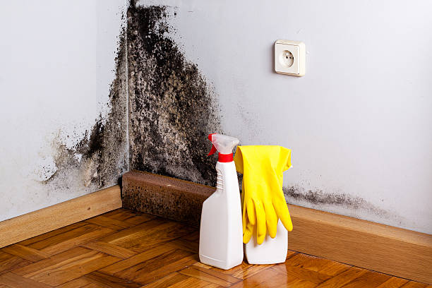 Best Affordable Mold Removal  in Finneytown, OH
