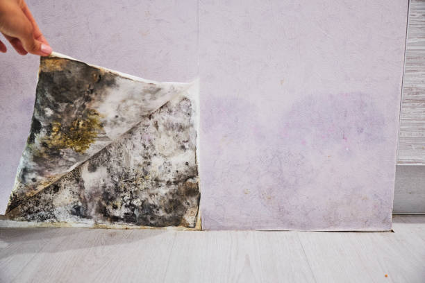 Best Office Mold Removal Services  in Finneytown, OH